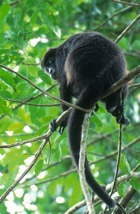Mantled Howler Monkey Stock Image C0046110 Science Photo Library