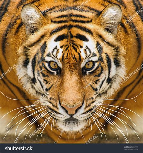 Beautiful Amur Tiger Portrait Tiger Face Stock Photo 284297753