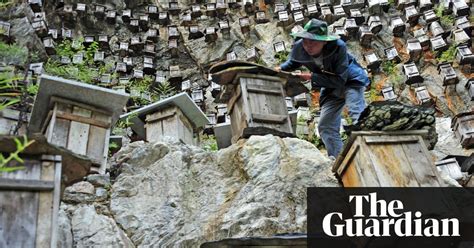 Beekeeping In China In Pictures News The Guardian