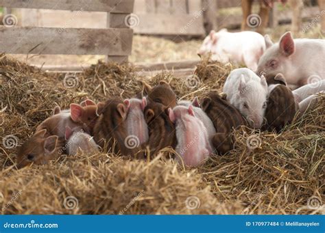 Piglets Sleeping Together Stock Photo Image Of Toghe 170977484
