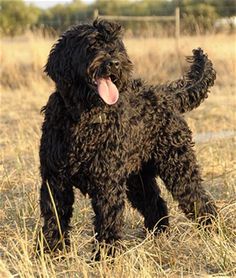 Cao de agua, un cane portoghese grande nuotatore e con un pelo molto particolare, che non lo ostacola, però, nelle sue lunghe scorribande. Cão de Água Português - Os nossos Machos