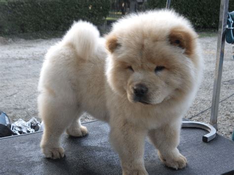 As with most dog breeds, the chow chow's beginnings are a little unclear. Le chow-chow : fiche descriptive de ce chien de taille ...