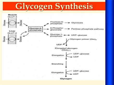 Ppt Glycogen Metabolism Powerpoint Presentation Free Download Id