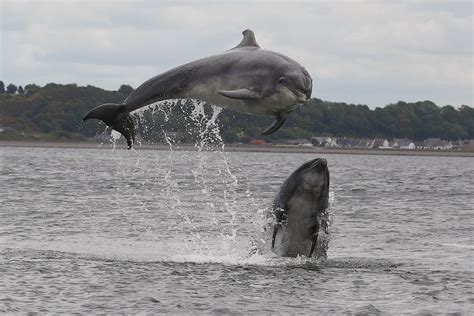 Originally built for king george ii, today it's an operational fort which houses a unit of the british army. These pictures of dolphins will make your mouth drop open ...