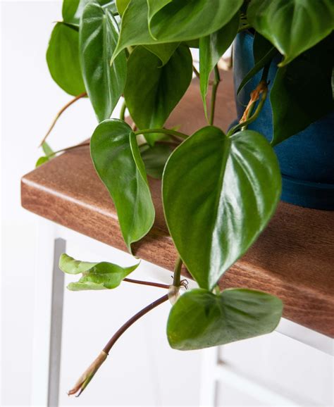 Buy Potted Philodendron Heartleaf Indoor Houseplant Bloomscape