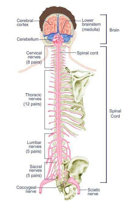 Pin By Anas Zein Alaabdin On Basicsmedical Thoracic Spinal Cord