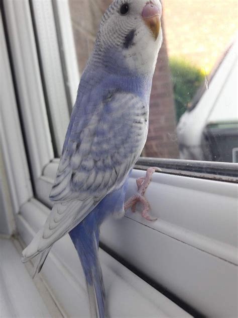 Beautiful Hand Tame Baby Violet Budgie For Sale In Beeston