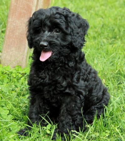 Adorable Black Cockapoo Male Puppy Curious Puppies