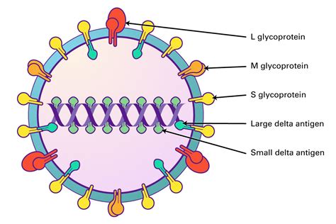 Hepatitis Viruses Lsbio