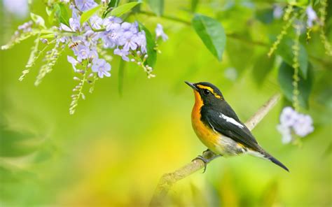 Avoid pruning a young or newly planted tree — it needs as many g. Spring bird, tree branch, blue flowers wallpaper | animals ...