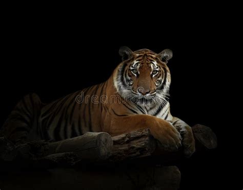 Bengal Tiger Stock Photo Image Of Mammal Life Panthera 44342418