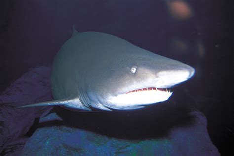 Chondrichthyes Rays Sharks Skates Chimaeras Wildlife Journal Junior