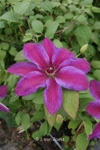 Maybe you would like to learn more about one of these? Clematis 'Akaishi' - Plantentuin Esveld