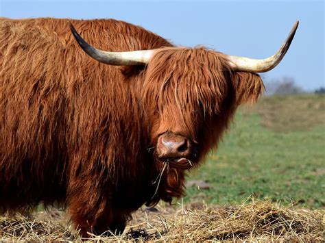 Galloway Highland Beef Scottish Free Photo On Pixabay