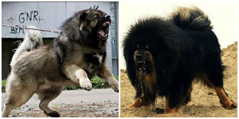 Tibetan Mastiff Vs Caucasian Ovcharka Difference Explained Karsyn Has