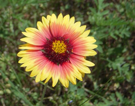 Copyright will be removed when sold. Nature Cameos: Some Beautiful Texas Spring Flowers