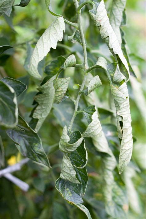 Find Out The Reasons Why Tomato Leaves Curl Up And How To Fix Them If
