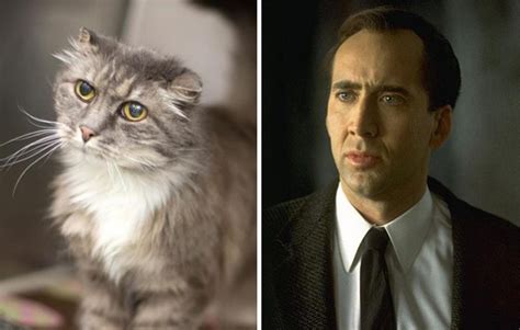 25 Cats That Look Like Other Things Catlov