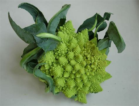 Brassica oleracea is a plant species that includes many common foods as cultivars, including cabbage, broccoli, cauliflower, kale, brussels sprouts, collard greens, savoy, kohlrabi, and gai lan. Brassica oleracea (Brassicaceae) image 38906 at ...