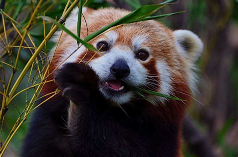 Red Panda Eating Habits
