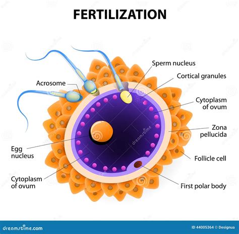 Fertilization Penetration Sperm Cell Of The Egg Stock Vector Image
