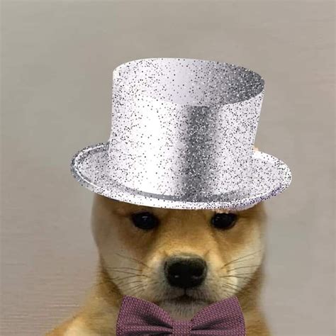 Pin By Serena On Dog Wif Hat Cute Animals Canines Shiba Inu