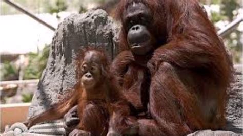 Diversidad animal.video 1°grado - YouTube