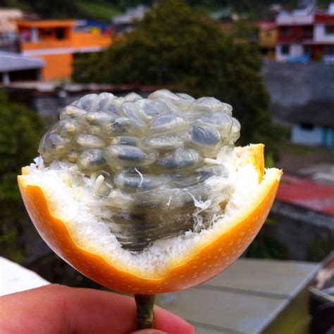 On the coast, a variety of seafood, grilled steak and/or chicken are served along with fried plantain, rice and beans. Ecuadorian Food: What to Eat in Ecuador -Nothing Familiar