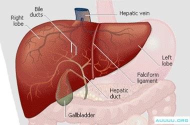 Check spelling or type a new query. Human Liver - Organ of the Human Body - LIVER