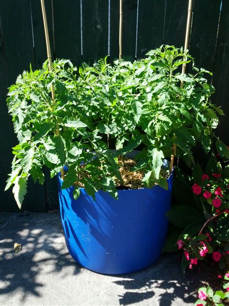 We did not find results for: tomatoes growing in self-watering DIY plastic drum ...