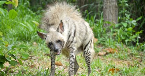 Striped Hyena Animal Facts Hyaena Hyaena Wiki Point