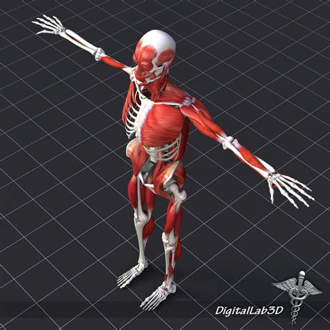 Human Muscle And Bone Structure 3d Model Max 3ds Fbx C4d Lwo Lw