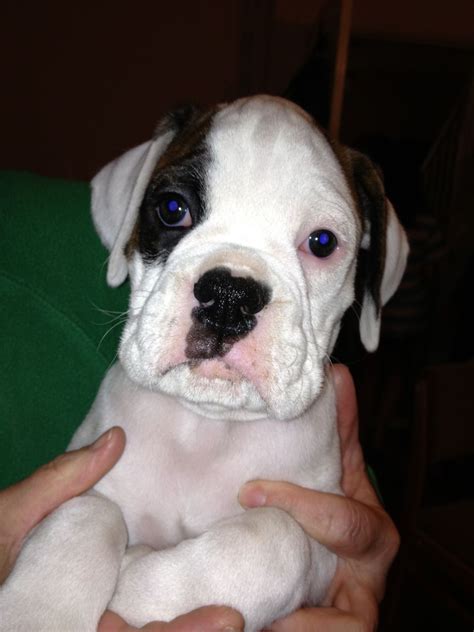 Black brindle black brindle & white brindle brindle & white brindle black mask dark brindle dark brindle & white fawn fawn & white golden brindle this is the first litter born to lola our gorgeous red and white boxer. For Sale KC White Boxer Dog with Brindle patches ...