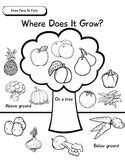 Unit of Inquiry - Food Study - From Farm To Fork - Where D | Fruits and