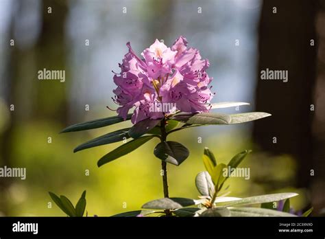 Blooming Rhododendron Catawbiense Grandiflorum Stock Photo Alamy