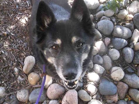 All adopted and happy in their furever homes. Adopt a Pet in Colorado Springs | Humane Society of the ...