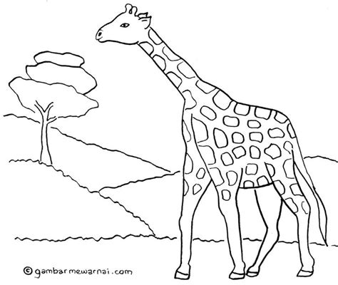 Gambar Mewarnai Jerapah | Gambar hewan, Sketsa, Sketsa hewan