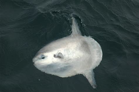 Mola mola… it's so nice we have to say it twice. Snailia: Mola Mola (Ocean Sunfish)!