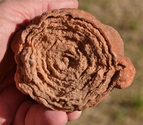 Stromatolite From Morocco Morocco Red Background Swirls