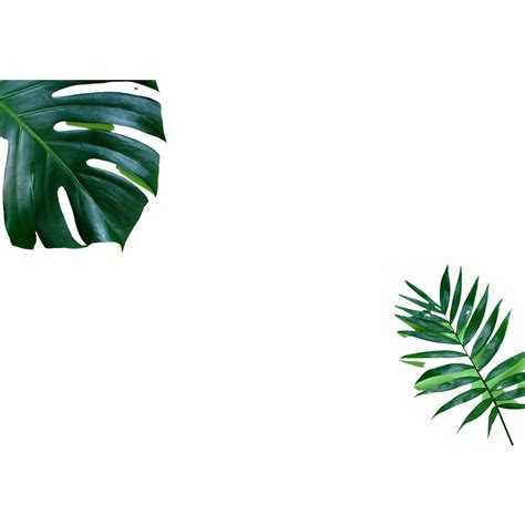 Tropical Leaves Background Png Images Download