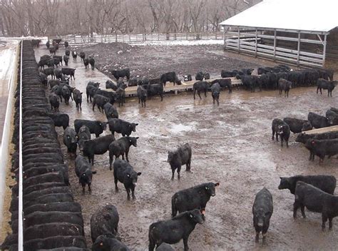 Epa Issues Orders To Cafos In Ia Ks And Ne Manure Manager