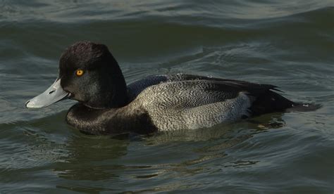 Did you scroll all this way to get facts about lesser scaup duck? Lesser Scaup | San Diego Bird Spot