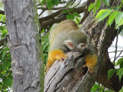 Common Squirrel Monkey Saimiri Sciureus Zoochat
