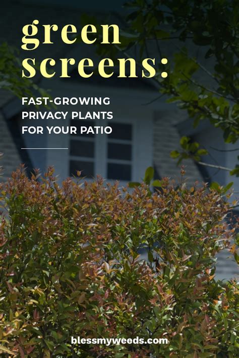 Green Screens Fast Growing Privacy Plants For Your Patio Bless My Weeds