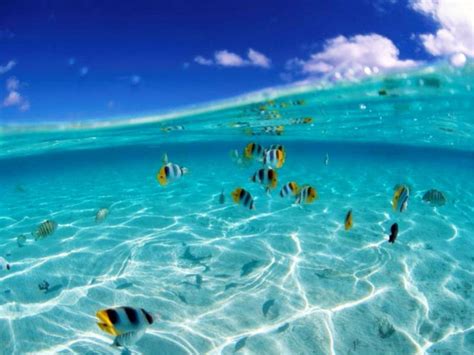 Fondo Pantalla Mar Y Peces Beautiful Pictures Pretty Pictures Outdoor