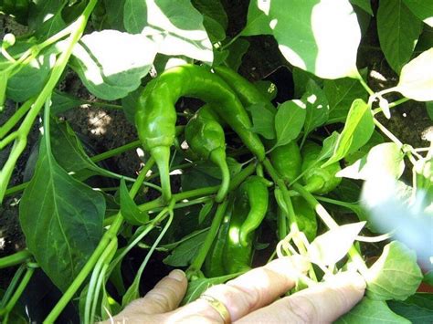 Two Live Plants Garden Salsa Pepper Plant Non Gmo 4 Inch To 7 Etsy