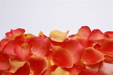 Beautiful Fresh Rose Petals On White Background Stock Image Image Of