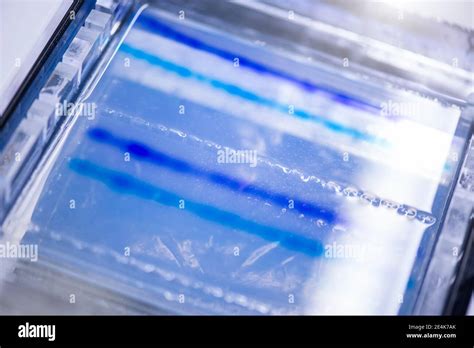 Dna Sequencing Gel In Glass Tray At Laboratory Stock Photo Alamy