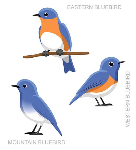 Bluebird Clip Art Vector Images And Illustrations Istock
