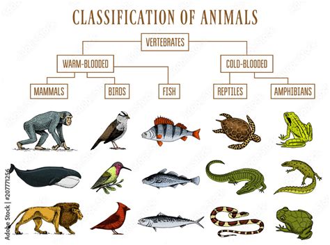 Classification of Animals. Reptiles amphibians mammals birds. Crocodile